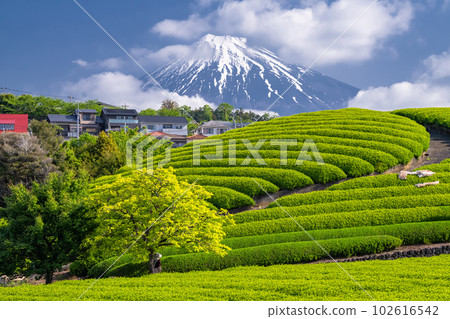 "Shizuoka Prefecture" Scenery of Mt. Fuji and a tea plantation "Shizuoka Prefecture" Scenery of Mt. Fuji and a tea plantation 102616542