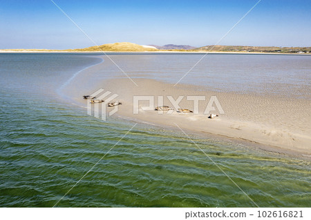 Seals swimming and and resting at Gweebarra bay - County Donegal, Ireland 102616821