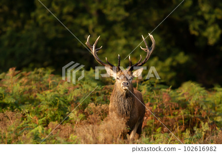 Close up of a red deer stag in autumn Close up of a red deer stag in autumn 102616982