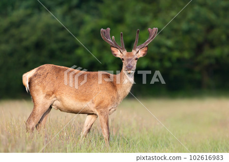 Red deer stag with velvet antlers in summer 102616983