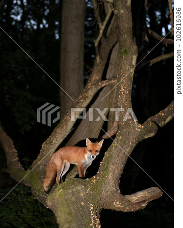 Red fox standing on a fallen tree in forest 102616986