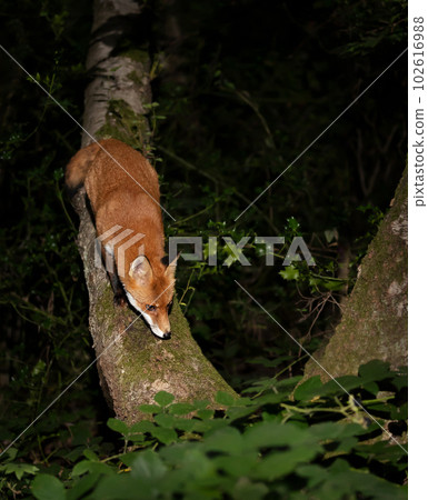 Red fox on a tree trunk at night in a forest 102616988