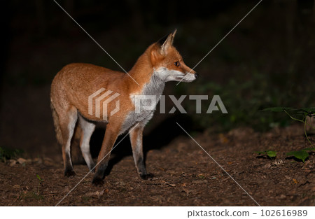 Red fox in a forest at night 102616989