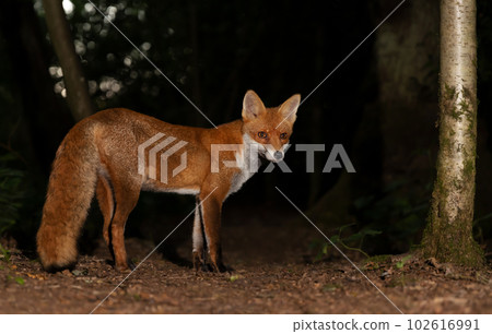 Red fox in a forest at night Red fox in a forest at night 102616991