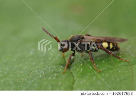 Closeup on a female dark colored Early Nomad bee, Nomada leucophthalma sitting on a green leaf 102617698