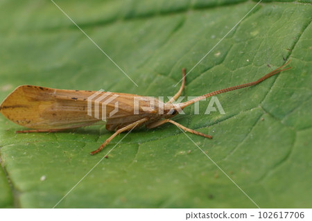 Closerup on an adult large European pale yellow colored Caddis Fly, Grammotaulius nigropunctatus 102617706