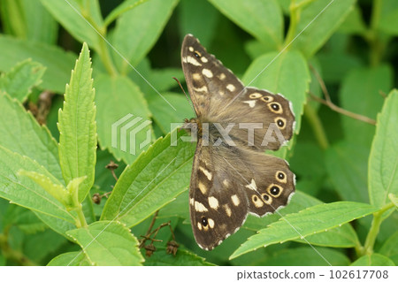 Closeup on a fresh emerged speckled wood butterfly, Pararge aegeria, sitting with spread wings in a shrub Closeup on a fresh emerged speckled wood butterfly, Pararge aegeria, sitting with spread wings in a shrub 102617708