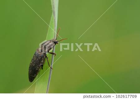 Close-up on a grey colored clicking beetle, Agrypnus murina on a grass-blad against a blurred green background Close-up on a grey colored clicking beetle, Agrypnus murina on a grass-blad against a blurred green background 102617709