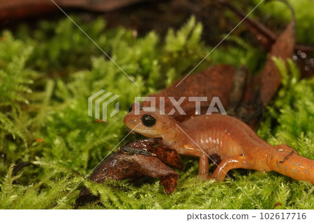 Closeup on a female high red colored Ensatina eschscholtzii intermediate form from North California Closeup on a female high red colored Ensatina eschscholtzii intermediate form from North California 102617716