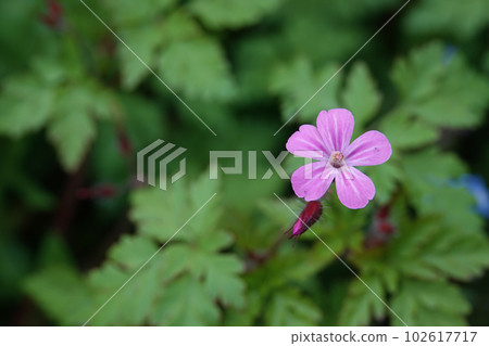 Closeup on the small colorful pink flower of the roberts or Scots Geranium robertianum in the forest 102617717
