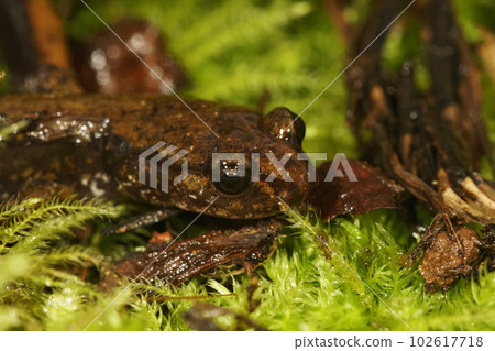 Closeup on the head of a juvenile green colored Dunn's salamander, Pletohdon dunni, hiding in moss 102617718
