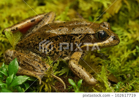 Closup of an endangered adult red-legged frog , Rana aurorae on green moss in Mid Oregon 102617719