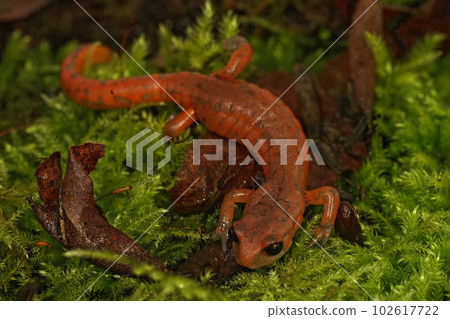 Closeup on the head of a high red colored Ensatina eschscholtzii intermediate form from North California Closeup on the head of a high red colored Ensatina eschscholtzii intermediate form from North California 102617722