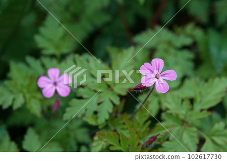 Closeup on the small colorful pink flower of the roberts or Scots Geranium robertianum in the forest Closeup on the small colorful pink flower of the roberts or Scots Geranium robertianum in the forest 102617730