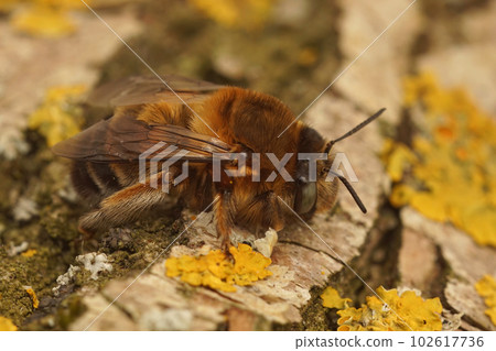 Closeup on the bulky and hairy female Anthophora affinis solitary bee in the Mediterranean 102617736