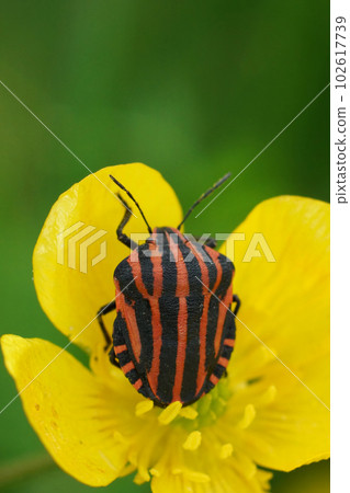 Vertical closeup on the red and black striped shieldbug, Graphosoma italicum in a yellow buttercup flower 102617739