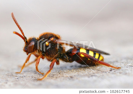 Closeup of a colorful female Lathbury's nomad bee, Nomada lathburiana sitting on wood 102617745