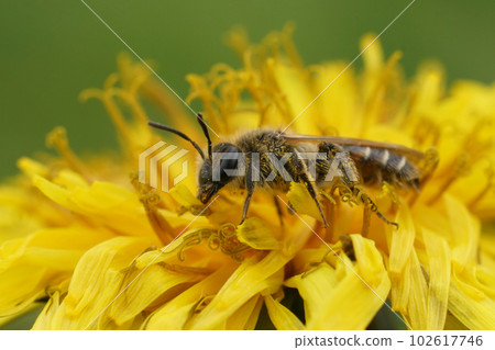 Close up on a female red- bellied miner solitary bee, Andrena ventralis on a dandelion 102617746