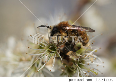 Closeup on a male red hairy Tawny mining bee, Andrena fulva, drinking nectar from a Blakcthorn, Prunus spinosa 102617759