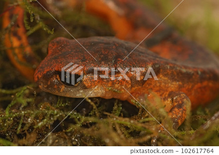 Closeup on the head of a high red colored Ensatina eschscholtzii intermediate form from North California Closeup on the head of a high red colored Ensatina eschscholtzii intermediate form from North California 102617764