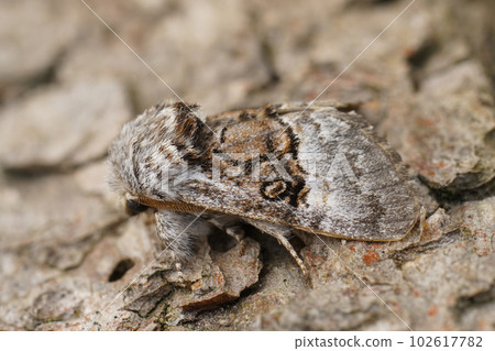 Closeup on a fresh emerged Nut-tree Tussock moth, Colocasia coryli sitting on wood 102617782