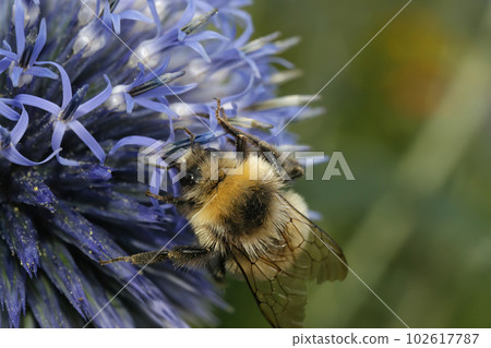 Closeup on a fluffy hairy queen White-tailed bumblebee , Bombus lucorum on a blue thistle flower 102617787