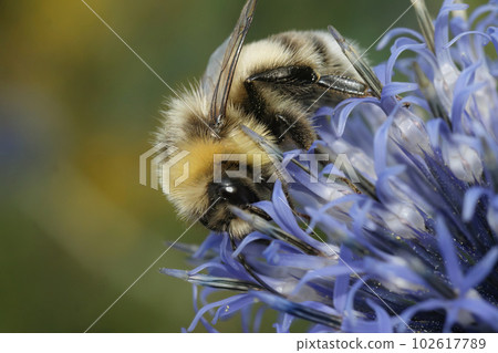Closeup on a fluffy hairy queen White-tailed bumblebee , Bombus lucorum on a blue thistle flower 102617789