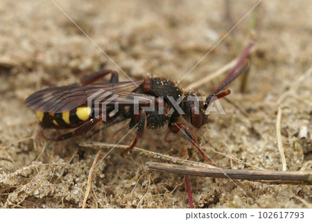 Detailed closeup on a red-eyed female Early nomad cuckoo bee, Nomada leucopthalma on the ground Detailed closeup on a red-eyed female Early nomad cuckoo bee, Nomada leucopthalma on the ground 102617793