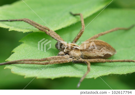 Closeup on a male nursery web spider, Pisaura mirabilis siiting on a green leaf Closeup on a male nursery web spider, Pisaura mirabilis siiting on a green leaf 102617794