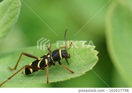 Closeup on the colorful wasp mimicking longhorn beetle , Wasp beetle on a green leaf 102617796
