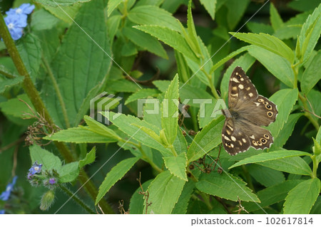 Closeup on a fresh emerged speckled wood butterfly, Pararge aegeria, sitting with spread wings in a shrub Closeup on a fresh emerged speckled wood butterfly, Pararge aegeria, sitting with spread wings in a shrub 102617814