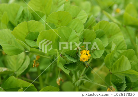 Close-up on the small red flower of the spotted burclover or medick clover, Medicago arabica 102617820
