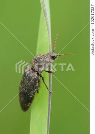 Vertical close-up on a grey colored clicking beetle, Agrypnus murina on a grass-blad against a blurred green background Vertical close-up on a grey colored clicking beetle, Agrypnus murina on a grass-blad against a blurred green background 102617827