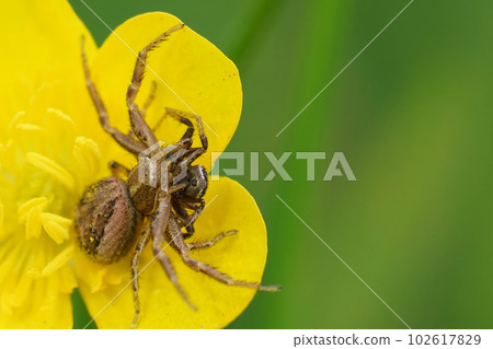 Cannibalism closeup on a female Crabspider, Xysticus, eating a male on a yellow buttercup flower 102617829