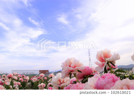 位於埼玉縣深谷市的深谷花園Premium Outlets旁，花園櫻花園的美麗牡丹 102618021
