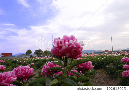 位於埼玉縣深谷市的深谷花園Premium Outlets旁，花園櫻花園的美麗牡丹 102618025