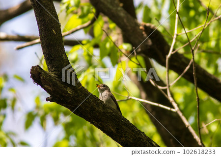 灰鶲 灰鶲 102618233