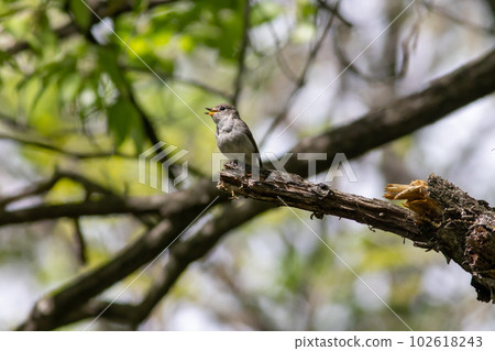 灰鶲 灰鶲 102618243