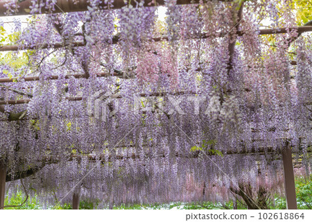 種鬆山公園的紫藤花 種鬆山公園的紫藤花 102618864