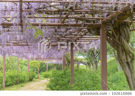 種鬆山公園的紫藤花 種鬆山公園的紫藤花 102618866