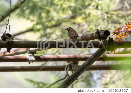 Gabichou Gabichou 102618867