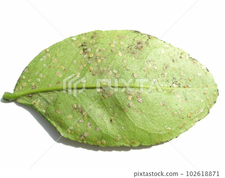 Larvae of the mandarin whitefly, a pest that appeared on the underside of the leaves of the Iyokan tree 102618871
