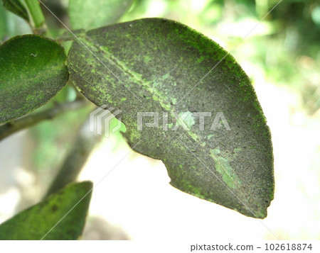 Iyokan tree leaves blackened by soot disease 102618874