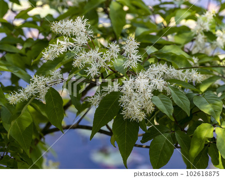 Aodamo flower used as bat material 102618875