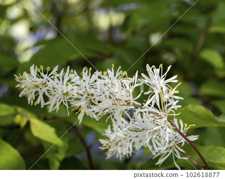 Aodamo flower used as bat material Aodamo flower used as bat material 102618877