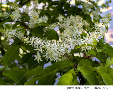 Aodamo flower used as bat material Aodamo flower used as bat material 102618878
