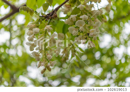 Wisteria flowers in Tanematsuyama Park 102619013