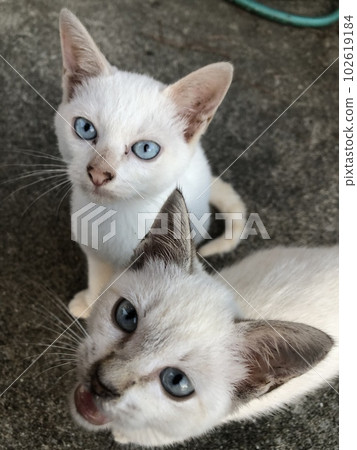 Cat  102619184