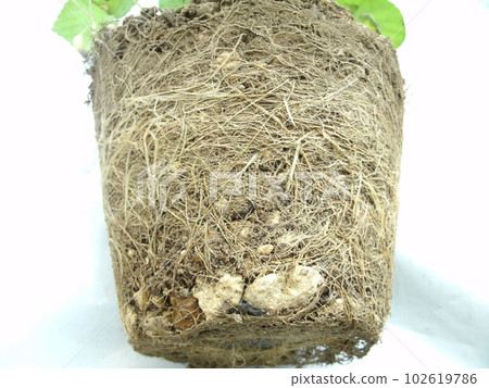 紮根的植物根 紮根的植物根 102619786