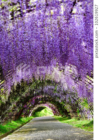 Demon Slayer Pilgrimage Kawachi Wisteria Tunnel - Stock Photo [102619927] -  PIXTA